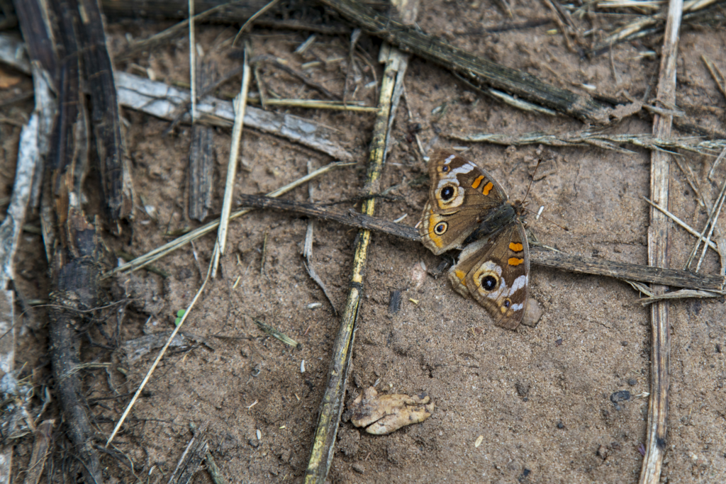 A buckeye butterfly shows off it's eye-spots at Arroyo Hondo preserve in Goleta.