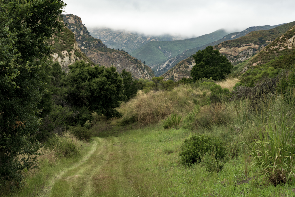 A path leading up the canyon amid lush June growth at Arroyo Hondo preserve in Goleta, CA.