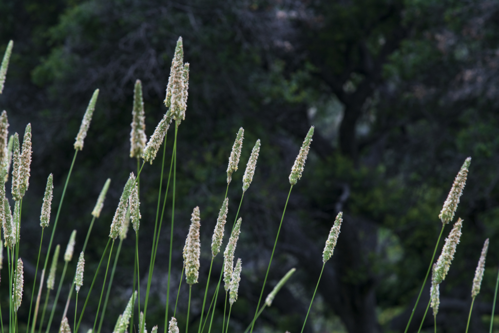 Flowering grasses in Arroyo Hondo preserve in Goleta.
