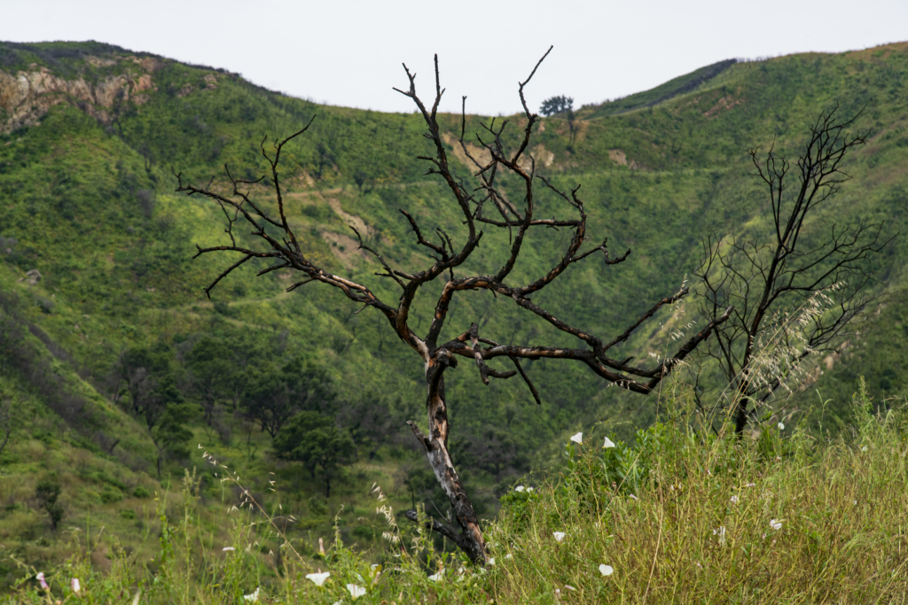 A burned tree is the evidence of past fire in a landscape otherwise flush with green at Arroyo Hondo in Goleta.